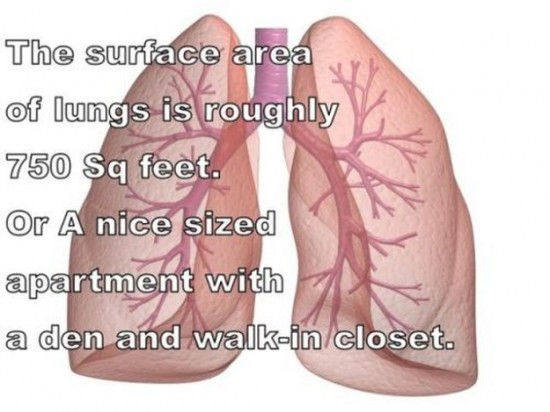 Amazing-facts-of-human-body-008
