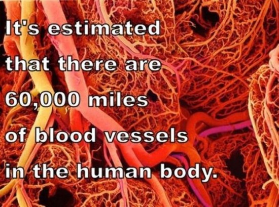 Amazing-facts-of-human-body-018