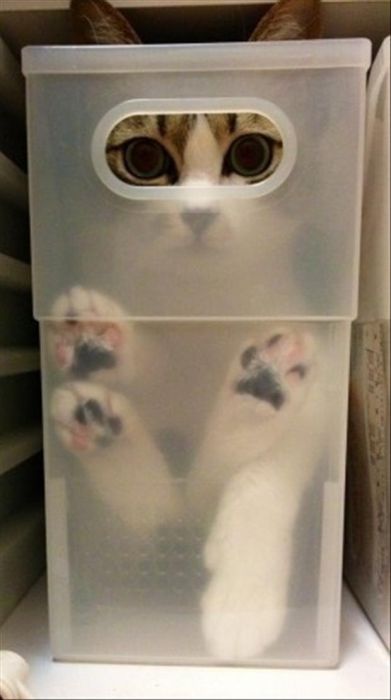 Cats-Who-Failed-At-Hide-And-Seek-001