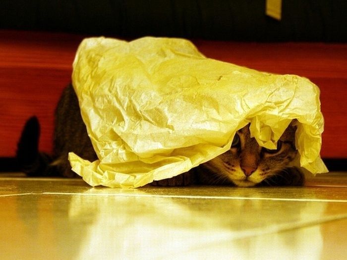Cats-Who-Failed-At-Hide-And-Seek-002