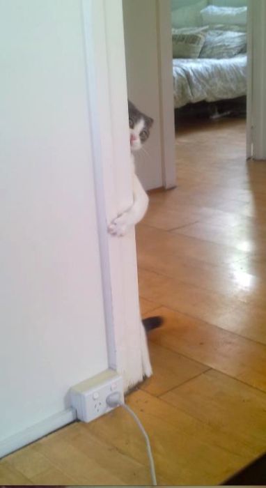 Cats-Who-Failed-At-Hide-And-Seek-003