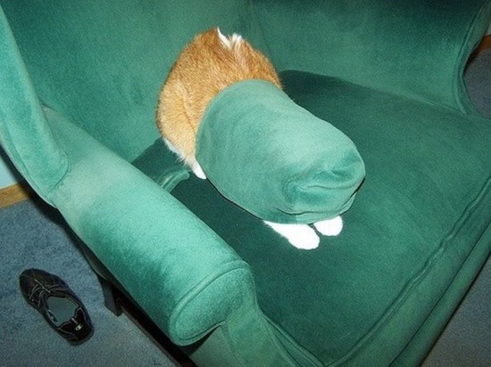 Cats-Who-Failed-At-Hide-And-Seek-004