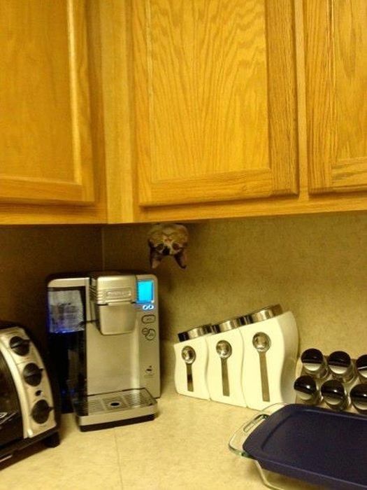 Cats-Who-Failed-At-Hide-And-Seek-008
