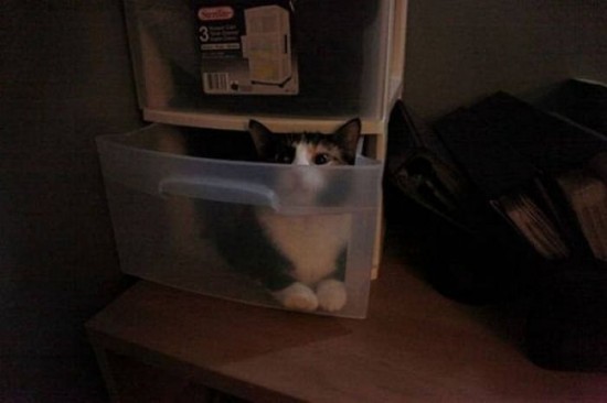Cats-Who-Failed-At-Hide-And-Seek-010