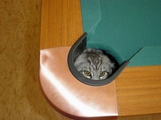 Cats-Who-Failed-At-Hide-And-Seek-016