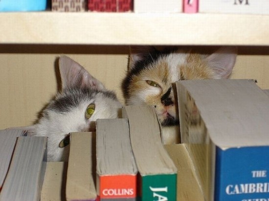 Cats-Who-Failed-At-Hide-And-Seek-026