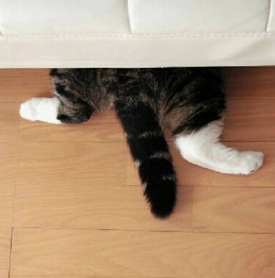 Cats-Who-Failed-At-Hide-And-Seek-027