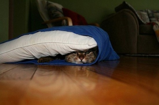 Cats-Who-Failed-At-Hide-And-Seek-028