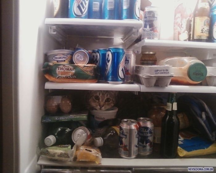 Cats-Who-Failed-At-Hide-And-Seek-033