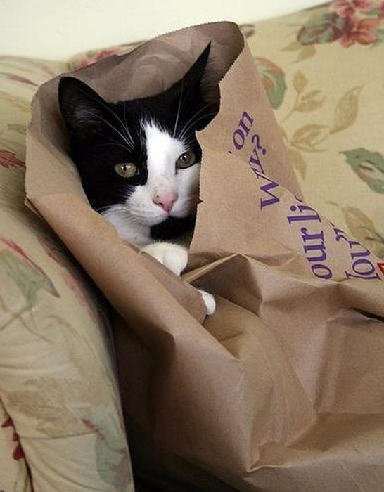 Cats-Who-Failed-At-Hide-And-Seek-034