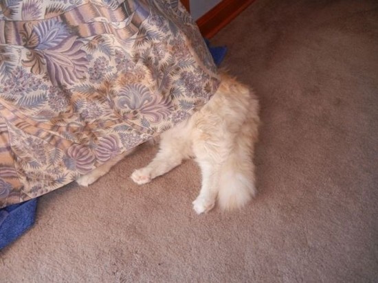Cats-Who-Failed-At-Hide-And-Seek-036