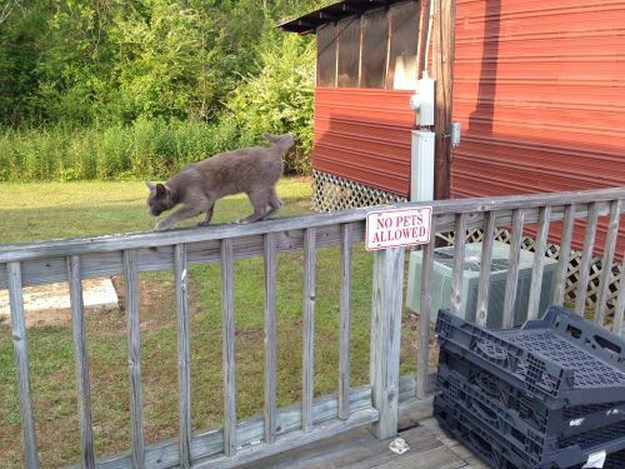 I-do-what-I-want-018