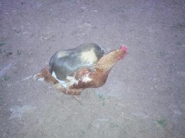 A-Guinea-Pig-005