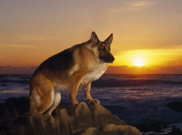 Animals-Without-Necks-001