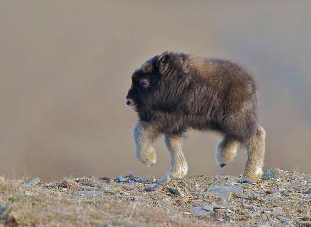Animals-Without-Necks-007