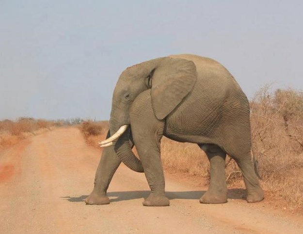 Animals-Without-Necks-008