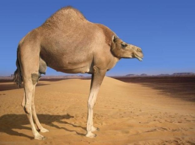Animals-Without-Necks-012