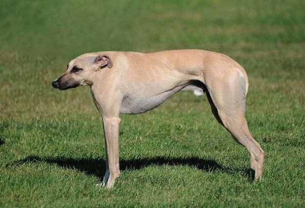 Animals-Without-Necks-016