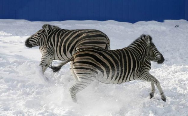Animals-Without-Necks-017