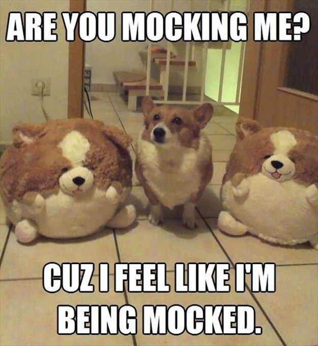 Attack-Of-The-Funny-Animal-Pictures-010