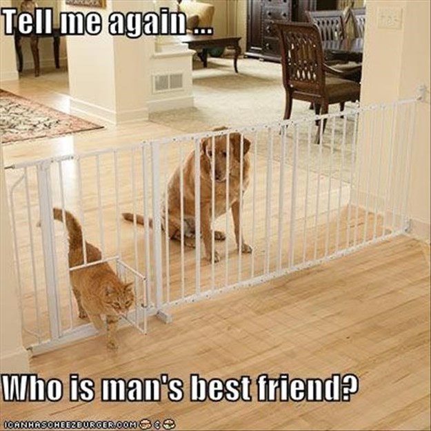 Attack-Of-The-Funny-Animals-001