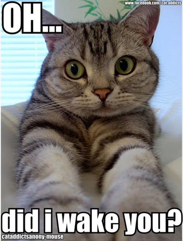 Attack-Of-The-Funny-Animals-002