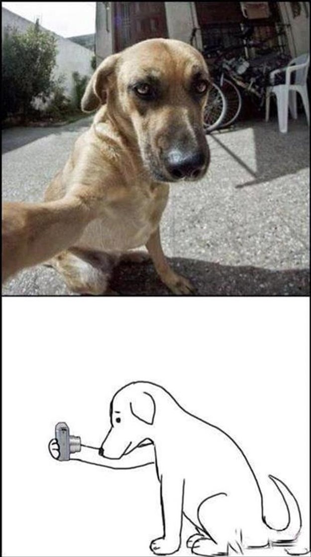 Attack-Of-The-Funny-Animals-006