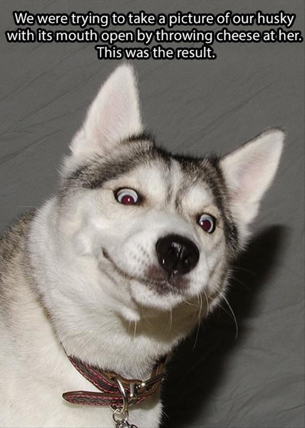 Attack-Of-The-Funny-Animals-007