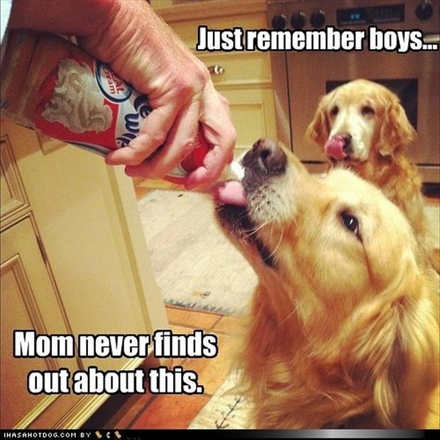 Attack-Of-The-Funny-Animals-008