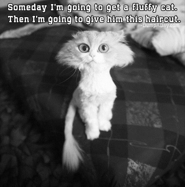 Attack-Of-The-Funny-Animals-009