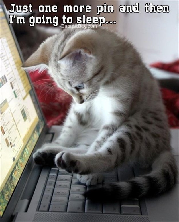 Attack-Of-The-Funny-Animals-018