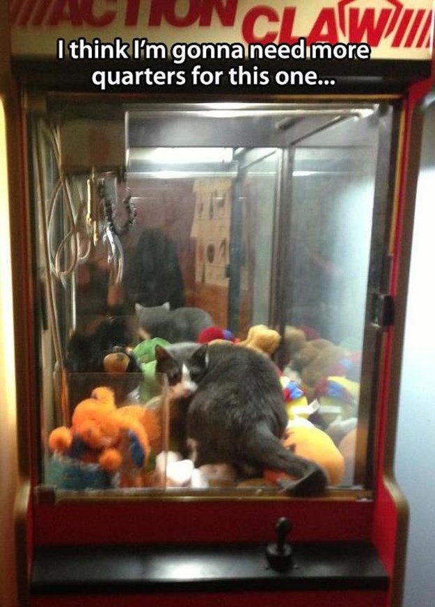 Attack-Of-The-Funny-Animals-023