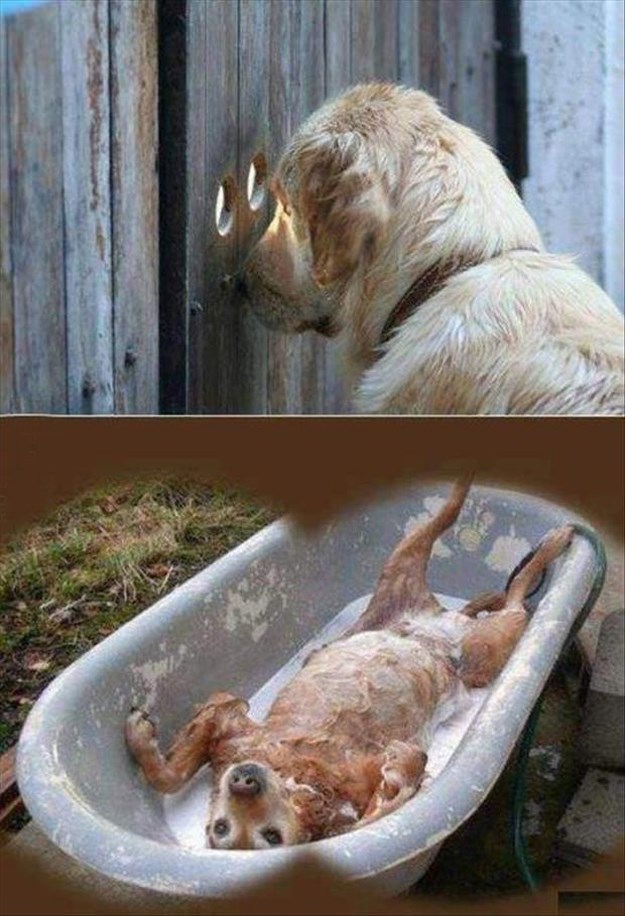 Attack-Of-The-Funny-Animals-026