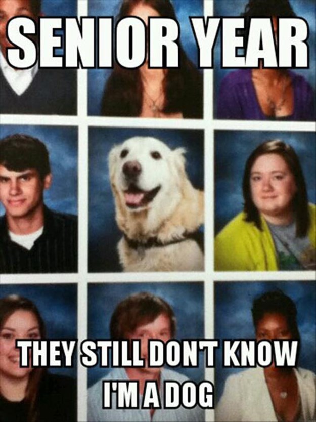 Attack-Of-The-Funny-Animals-031