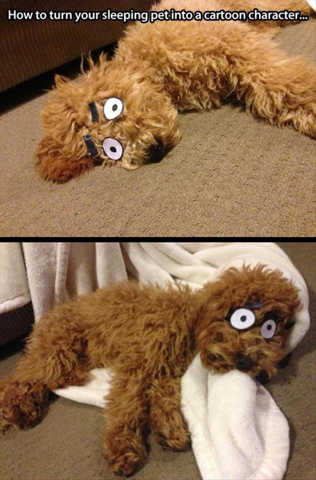 Attack-Of-The-Funny-Animals-033