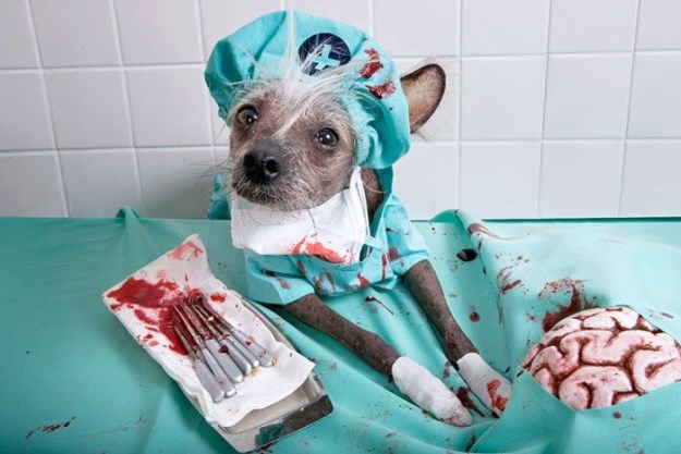 Chinese-crested-dog-015