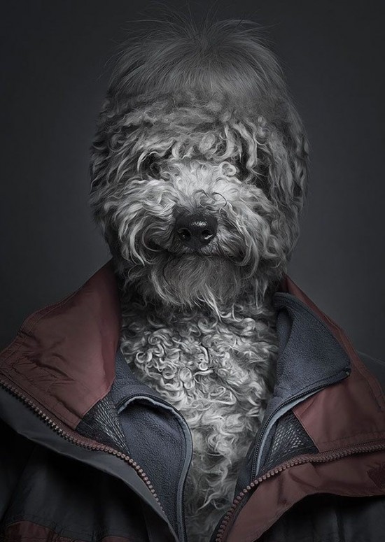 Dogs-Dressed-as-Humans-007