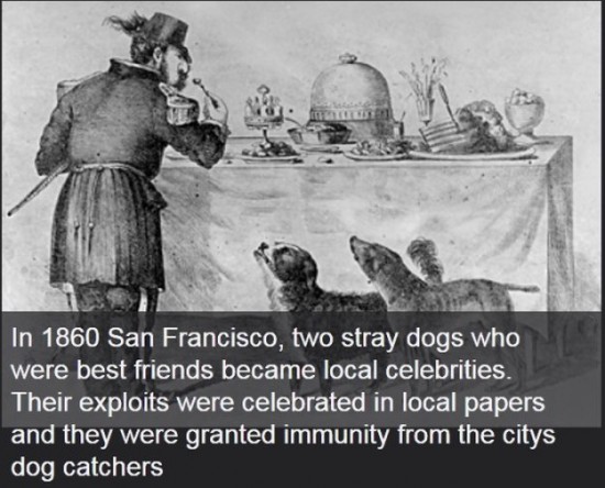 Interesting-Facts-About-Dogs-012