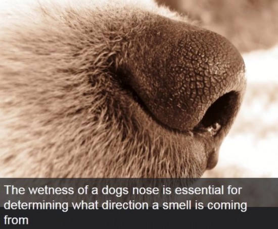 Interesting-Facts-About-Dogs-015