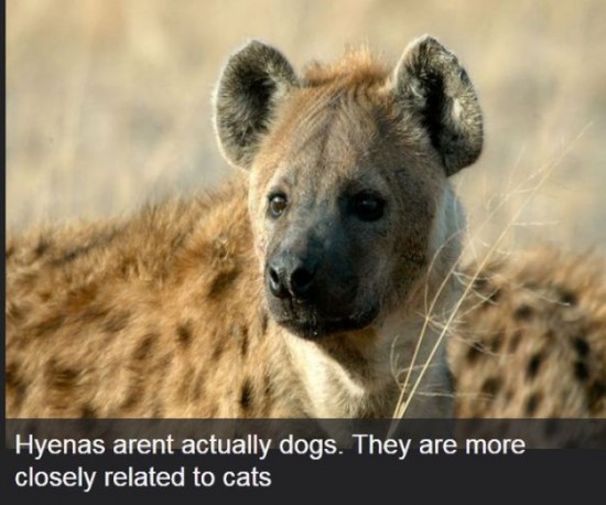 Interesting-Facts-About-Dogs-016