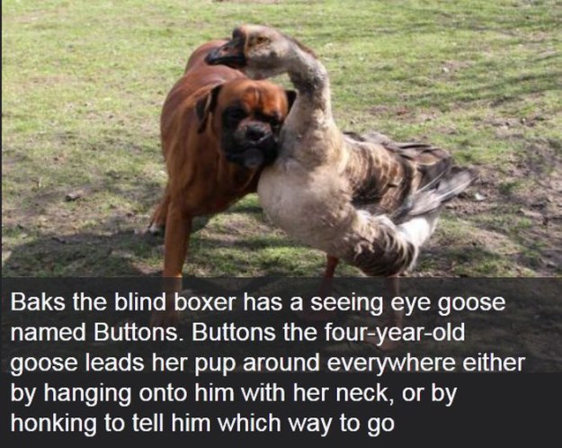 Interesting-Facts-About-Dogs-018