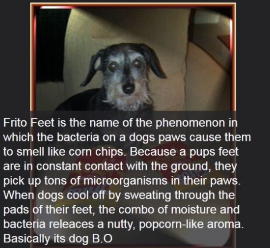 Interesting-Facts-About-Dogs-019