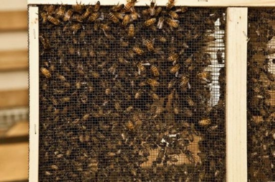 Printer-Built-Out-Of-Honey-Bees-008