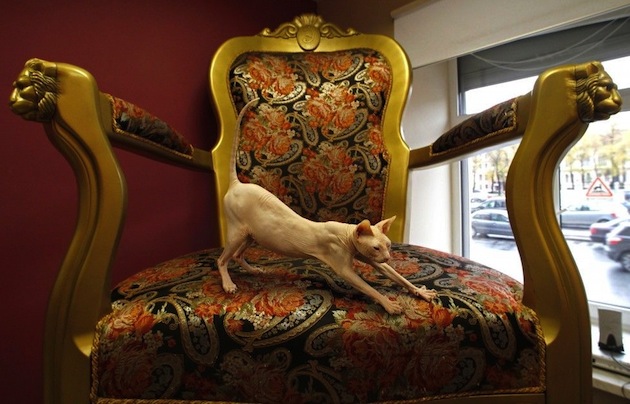 18-Creative-Spaces-Designed-For-Your-Cat-008