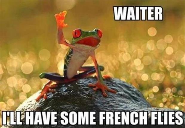 Attack-Of-The-Funny-Animals-022