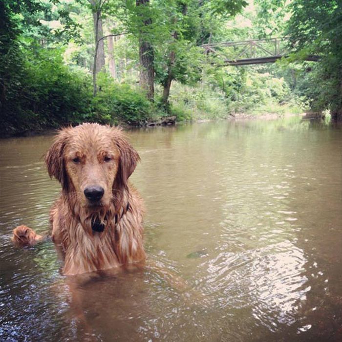 Awesome-Dog-Photos-022