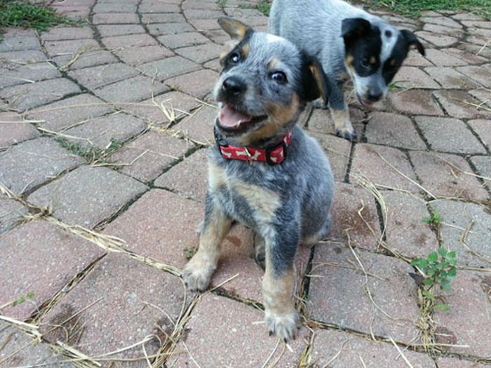 Awesome-Dog-Photos-032