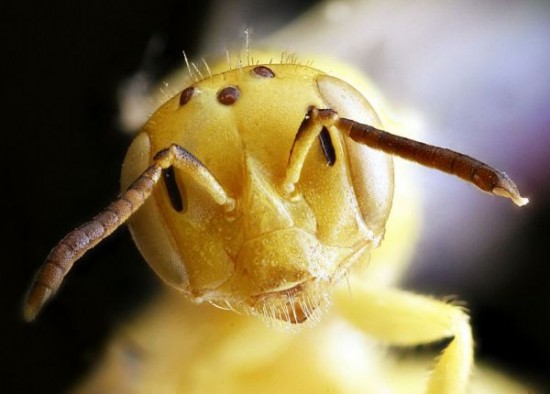 Close-up-Shots-Show-A-Good-Look-at-Honey-Bees-001
