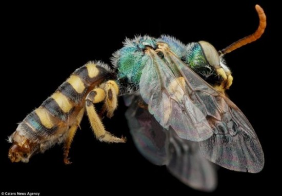 Close-up-Shots-Show-A-Good-Look-at-Honey-Bees-002