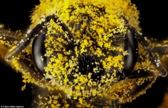 Close-up-Shots-Show-A-Good-Look-at-Honey-Bees-003